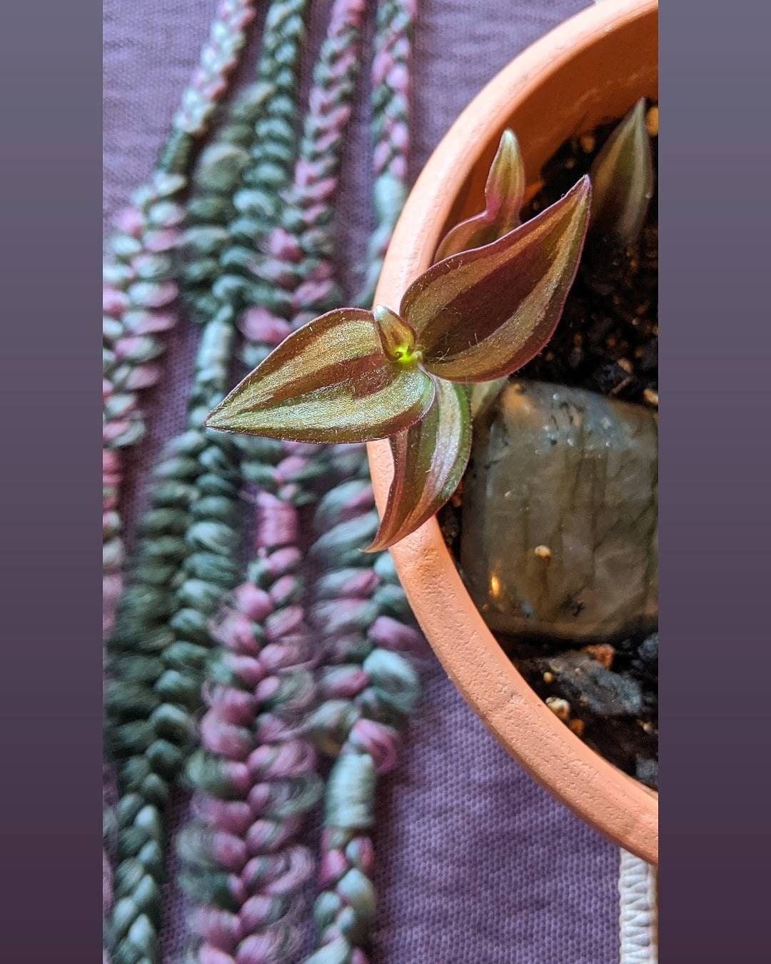 Plum, Mauve, Sage, Evergreen Braids accent set of 4 mixed puffy, fishtail, box, mixed braids